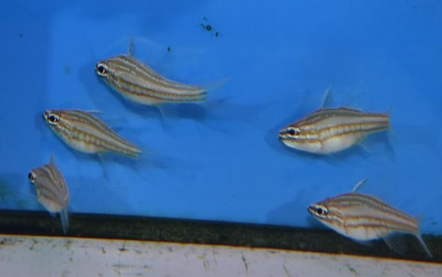 20171214 (63)