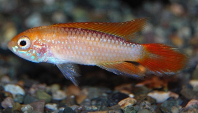 熱帯魚　06月17日 (6)