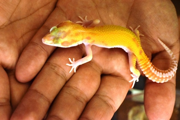 ヒョウモンラプター2ソリッドアイ