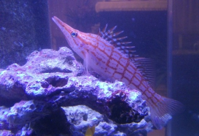 dscf4422