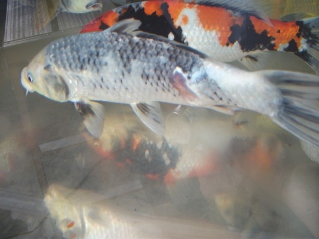 dscf6285