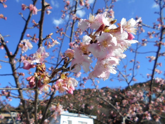 DSCN0250