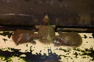 DSC_0071 (2)