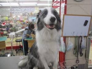 img_0220