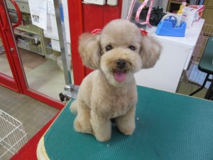 IMG_0234