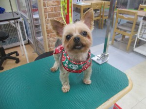 img_0266