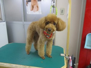 IMG_0371
