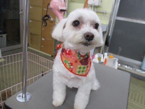img_0385