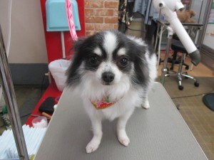 IMG_0428