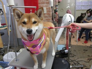 IMG_0775
