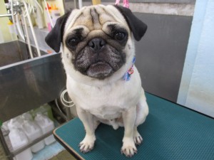 IMG_1222