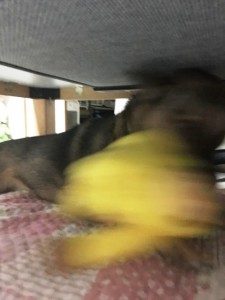 IMG_1479