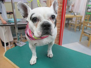 IMG_1794