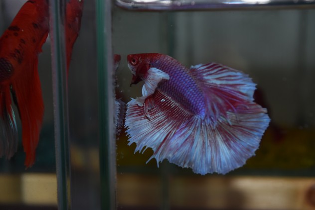 DSC_0017ベタ (3)