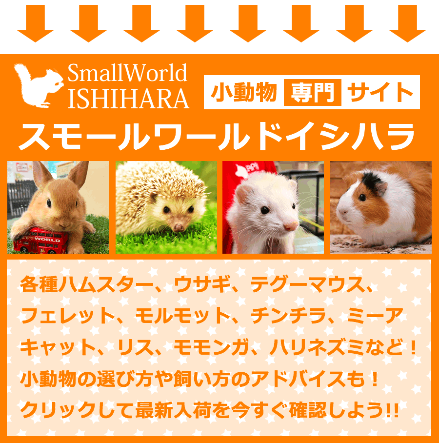 山梨県甲府市の小動物観スモールワールドイシハラ特設サイト