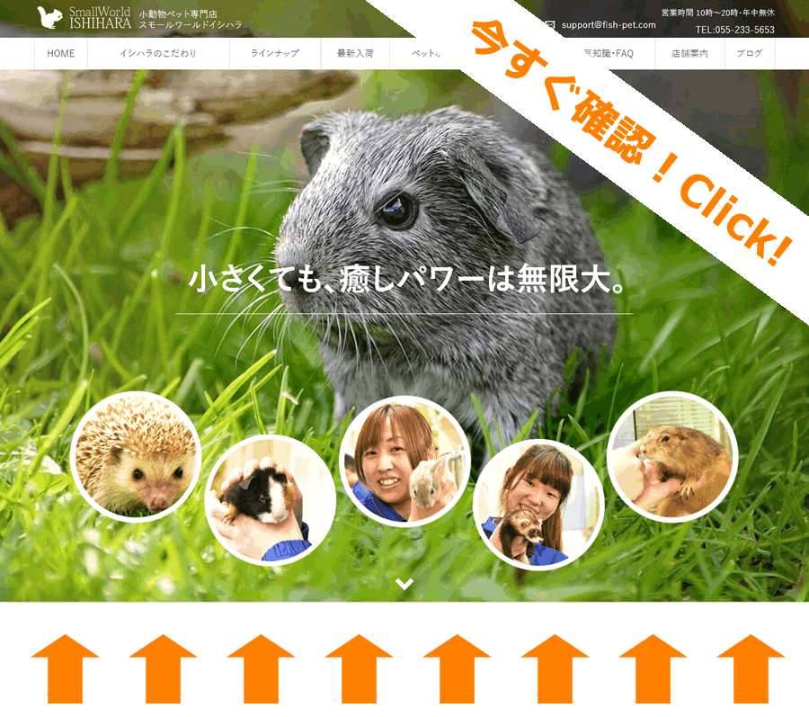 山梨県甲府市の小動物観スモールワールドイシハラ特設サイト