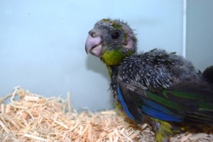 キビタイアオハシインコ