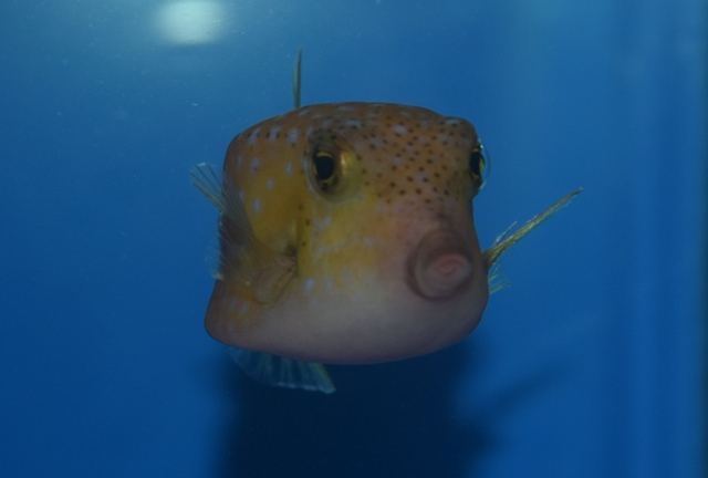 四角体型の可愛いやつ ブログ Fish Pet Ishihara