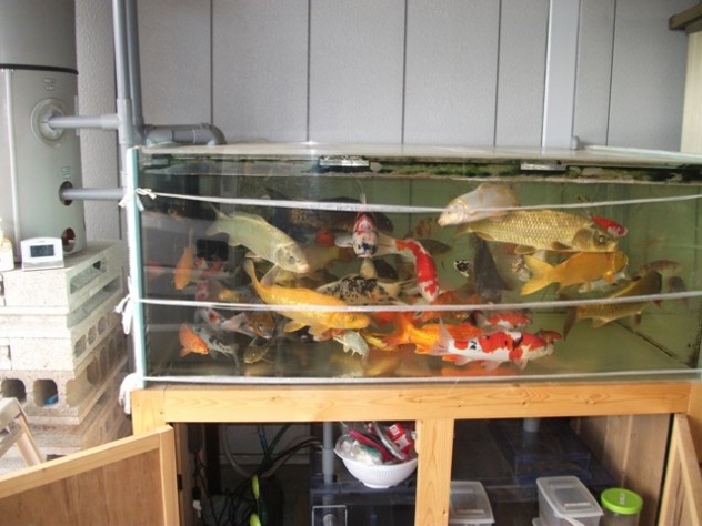 本格的に水槽で錦鯉が飼育出来る ブログ Fish Pet Ishihara