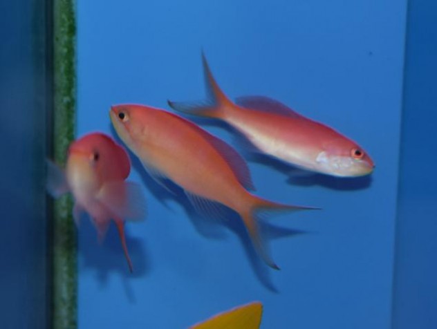 ピンク色がとってもキュート ブログ Fish Pet Ishihara