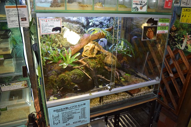爬虫類レイアウトです ブログ Fish Pet Ishihara
