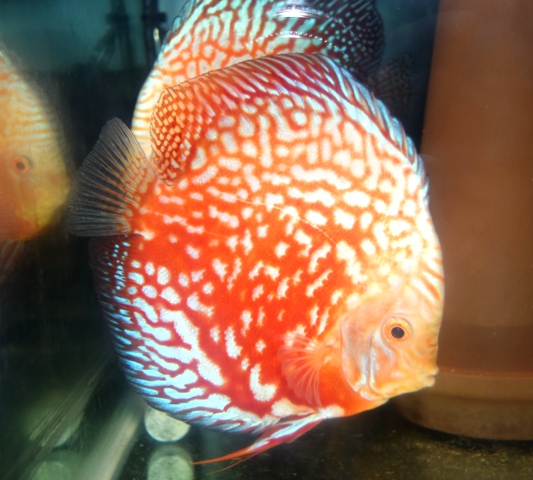ディスカスのペアが入荷しました。 | ブログ | PET WORLD ISHIHARA