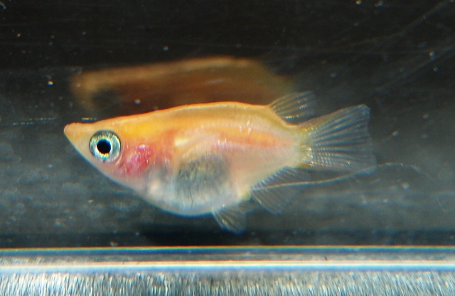 メダカ入荷 ブログ Fish Pet Ishihara