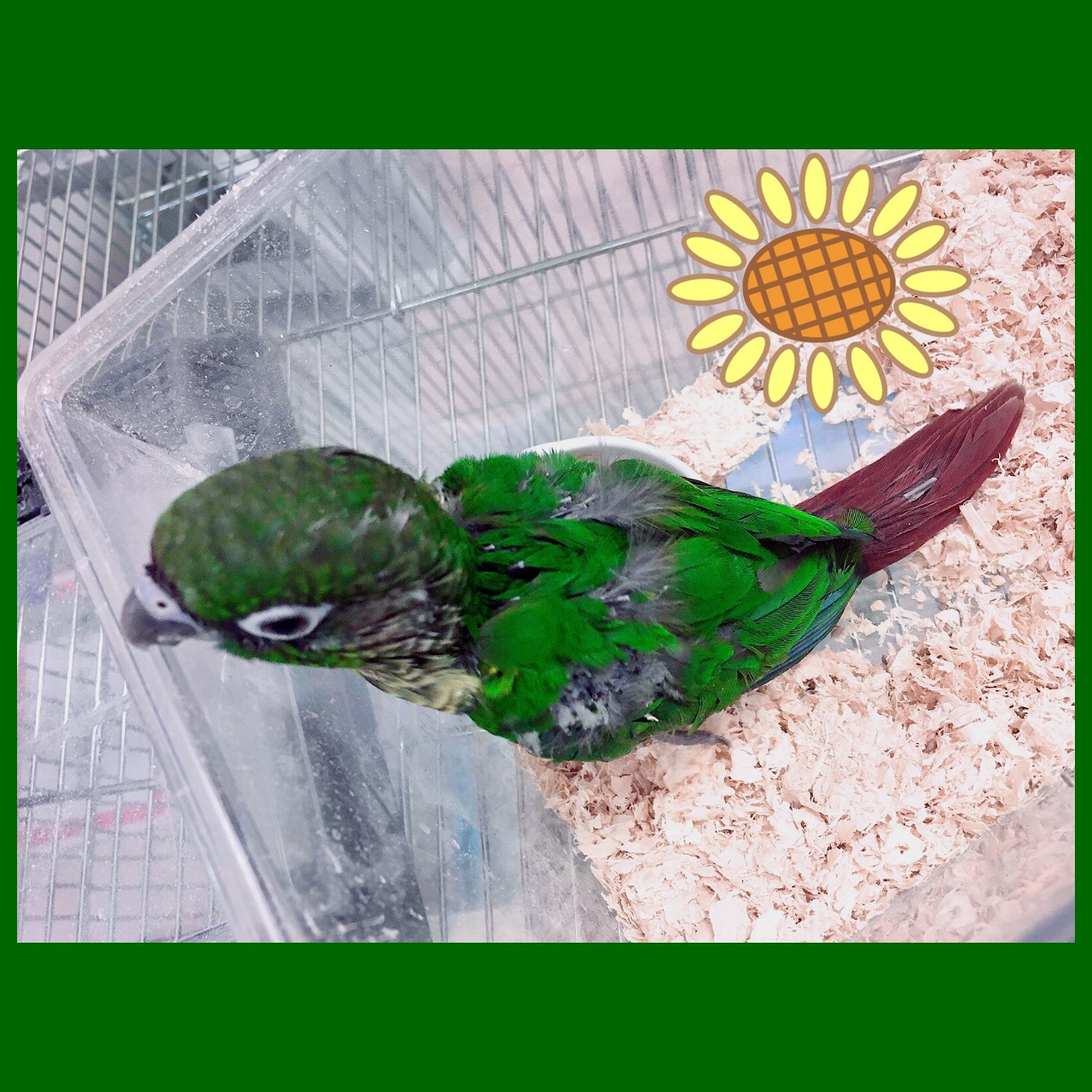 ホオミドリアカオウロコインコの赤ちゃんです ブログ Fish Pet Ishihara ホオミドリアカオウロコインコの赤ちゃんです ブログ Fish Pet Ishihara
